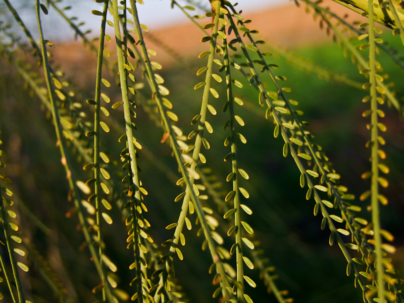 Изображение особи Parkinsonia aculeata.