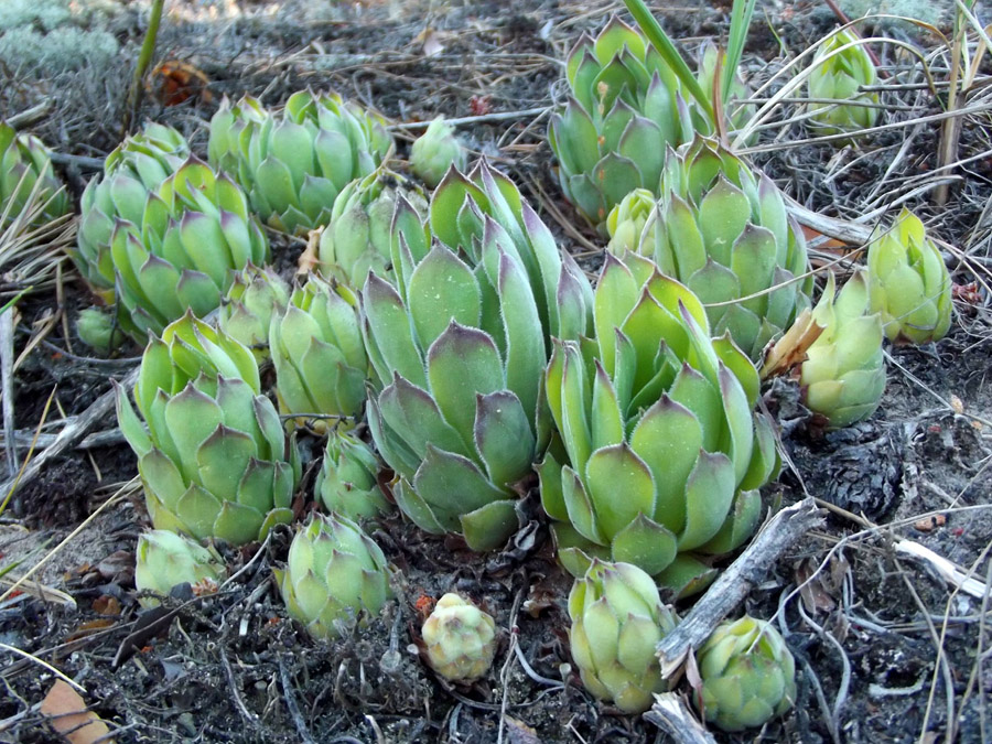 Image of Sempervivum ruthenicum specimen.