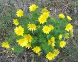 Adonis vernalis