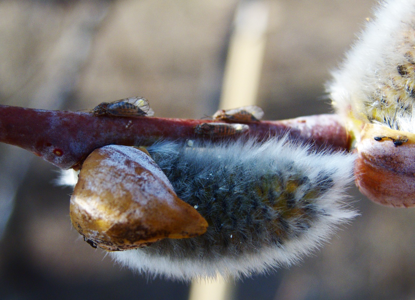 Image of Salix rorida specimen.