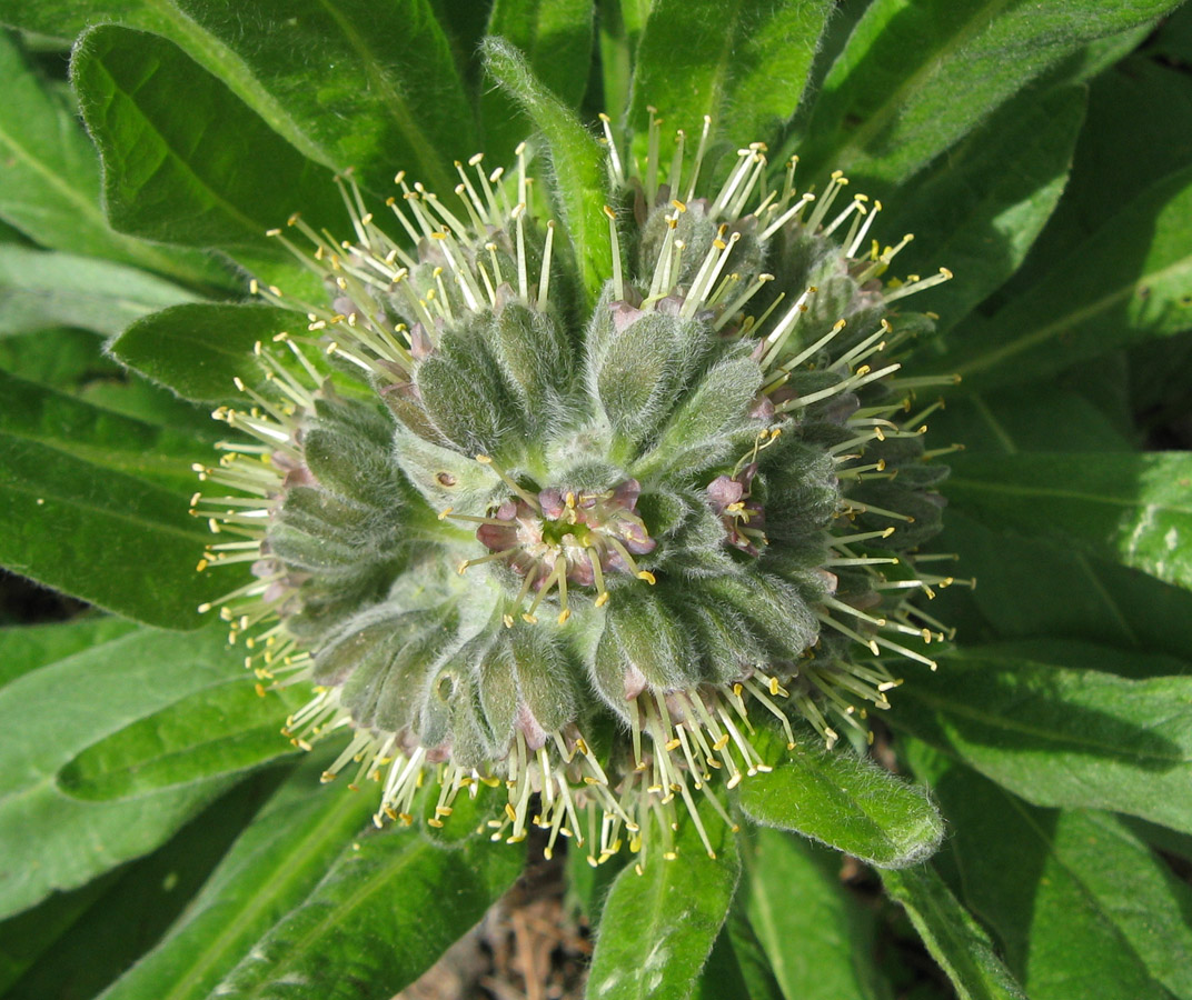 Image of Solenanthus biebersteinii specimen.