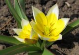 Tulipa tarda. Цветки. Татарстан, г. Бавлы, сад. 29.04.2012.