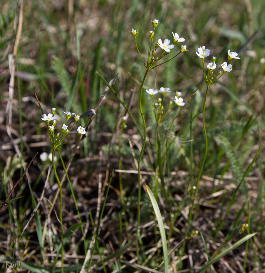 Image of Androsace lactiflora specimen.