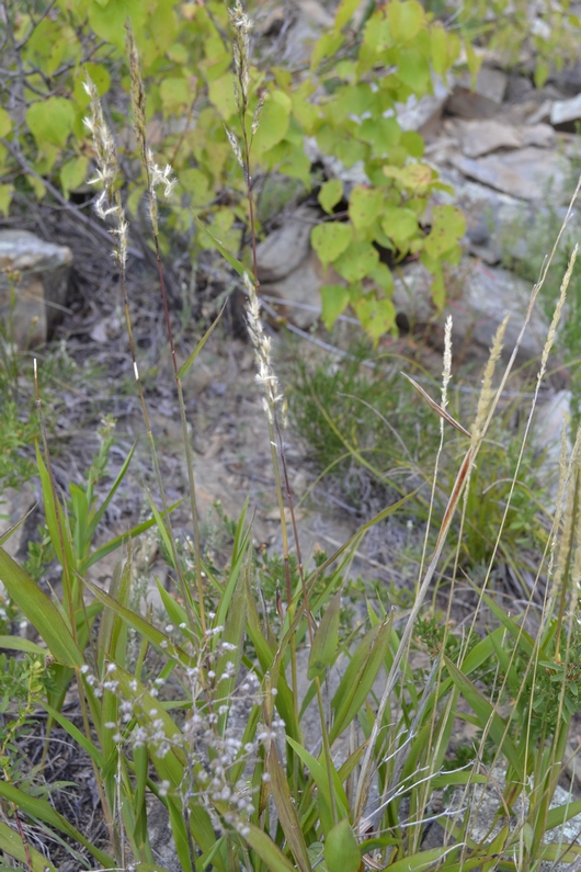 Image of Spodiopogon sibiricus specimen.