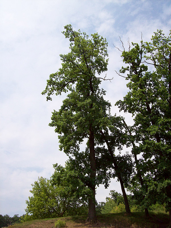 Image of Quercus robur specimen.