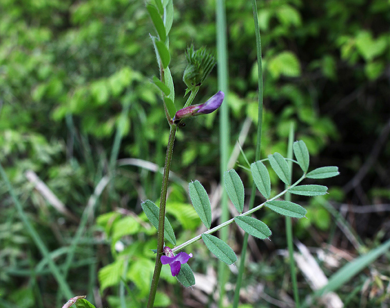 Image of Vicia angustifolia specimen.