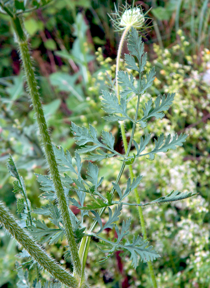 Изображение особи Daucus carota.