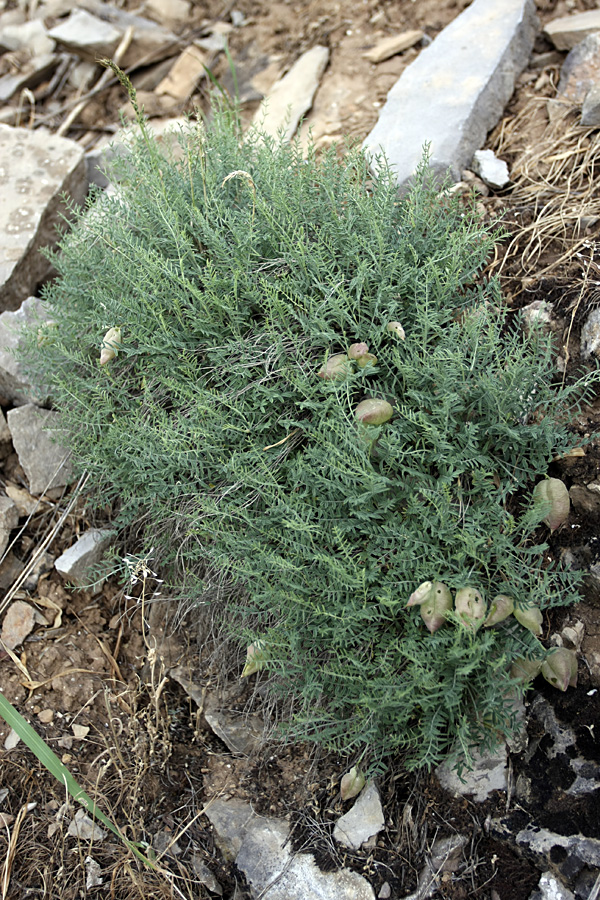 Image of Astragalus pachyrrhizus specimen.