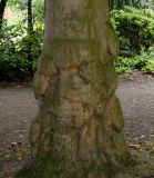 Platanus × acerifolia. Нижняя часть ствола старого дерева. Германия, г. Krefeld, ботанический сад. 31.07.2012.