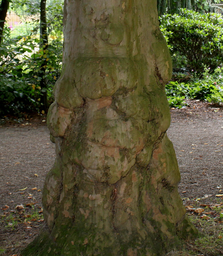 Изображение особи Platanus &times; acerifolia.