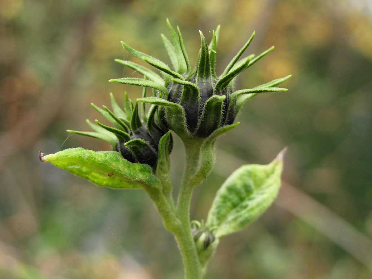 Image of Helianthus tuberosus specimen.