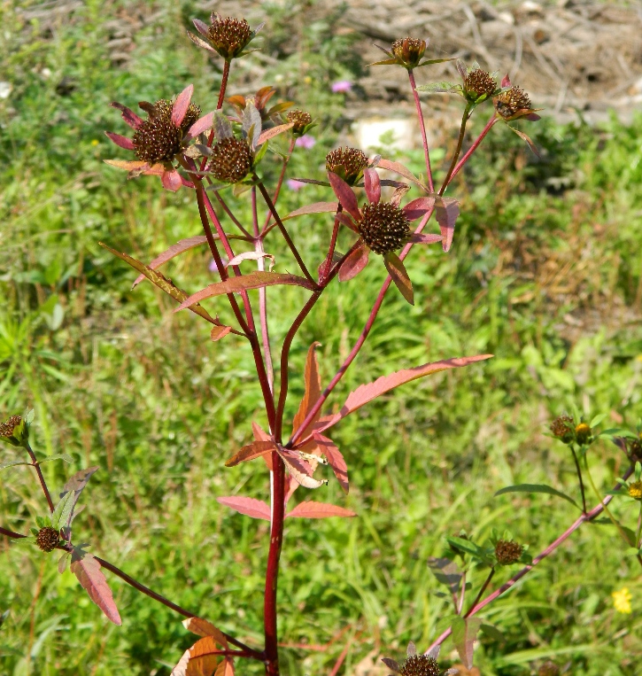 Image of Bidens tripartita specimen.