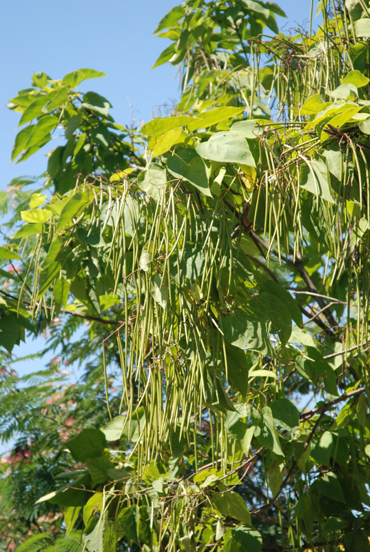 Image of Catalpa bignonioides specimen.