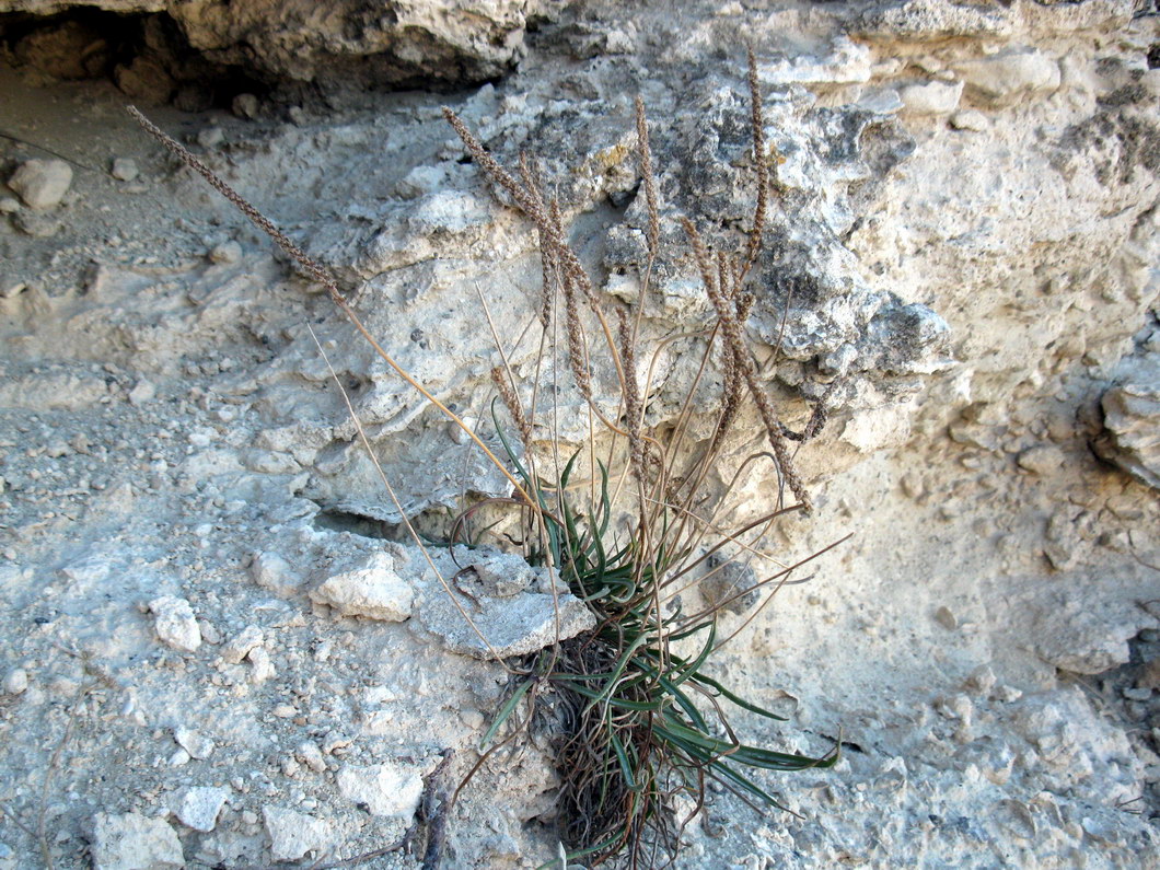 Image of Plantago salsa specimen.