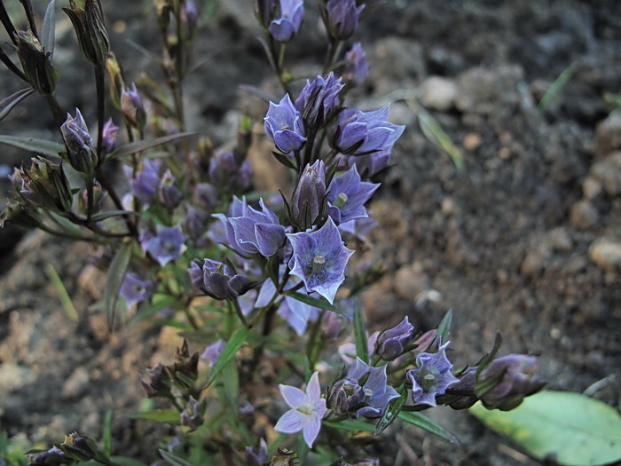 Image of familia Gentianaceae specimen.