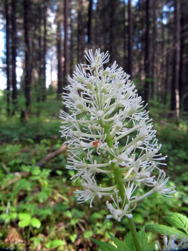 Изображение особи Actaea erythrocarpa.