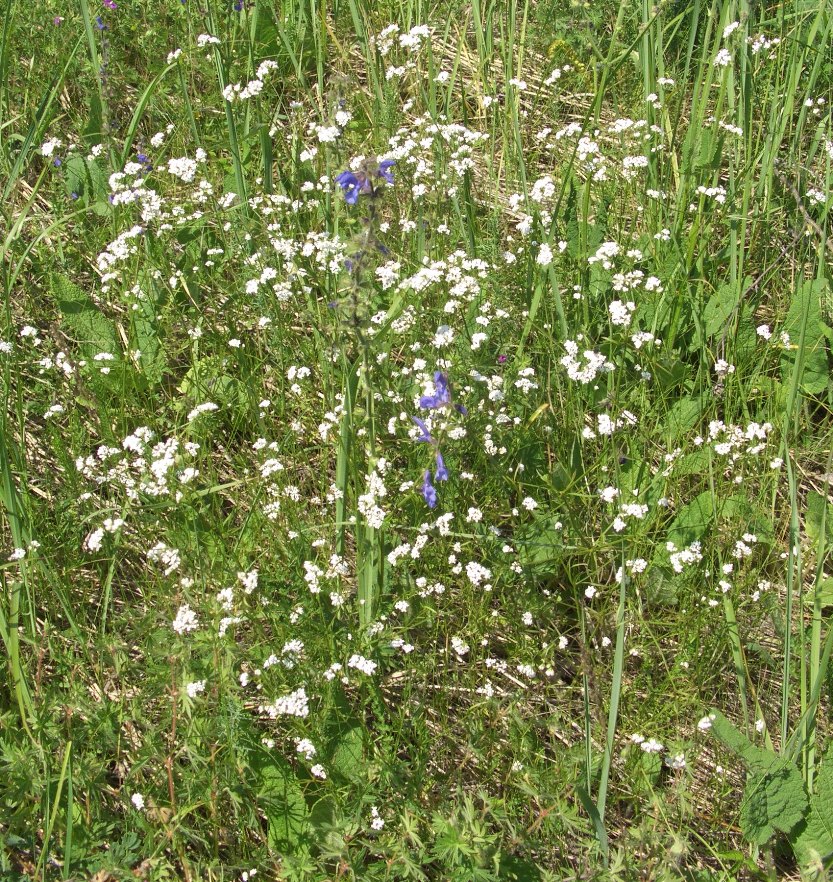 Изображение особи Galium triandrum.