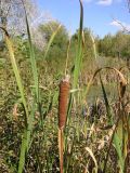 Typha latifolia. Сухое соплодие и верхушки листьев. Саратовская обл., окр. г. Энгельс, заболоченный берег старичного озера. 23 сентября 2011 г.