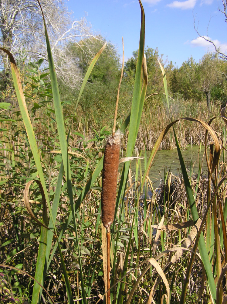 Изображение особи Typha latifolia.