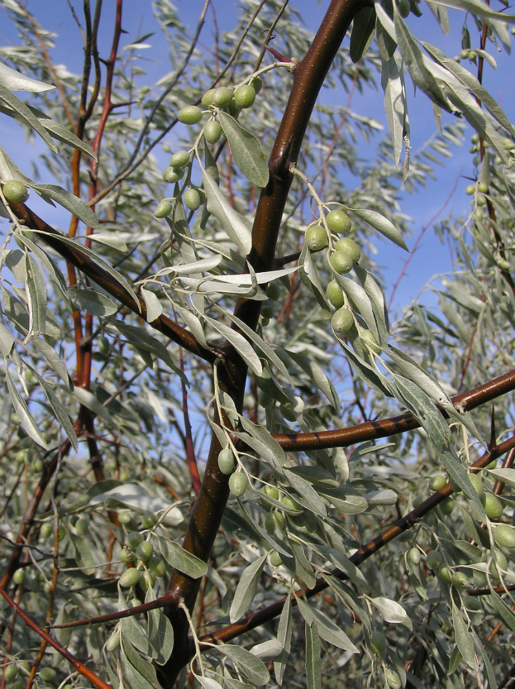 Image of Elaeagnus angustifolia specimen.