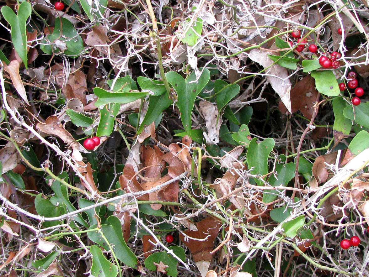 Image of Smilax aspera specimen.