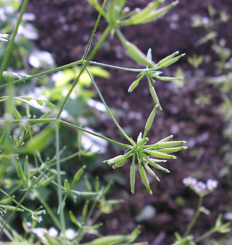 Image of Anthriscus cerefolium specimen.