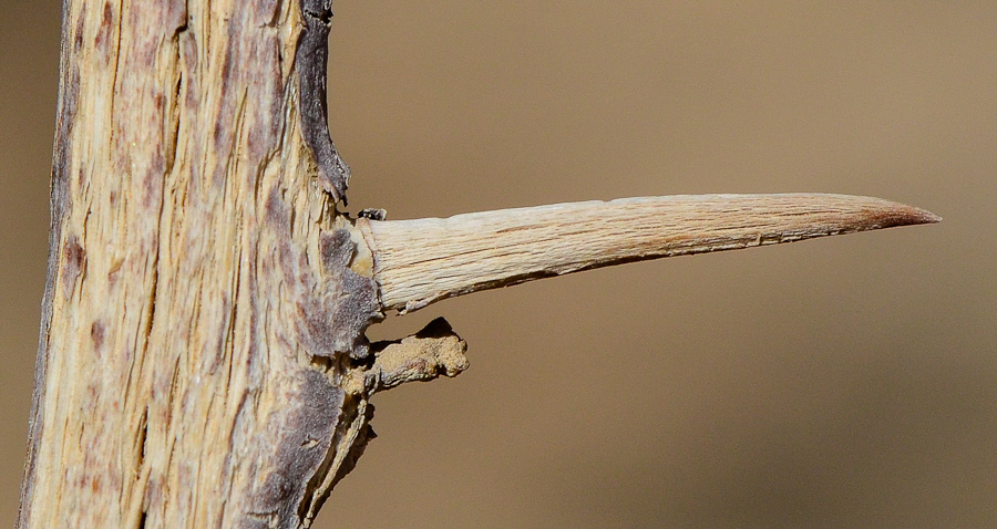 Image of genus Bougainvillea specimen.