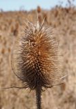 genus Dipsacus