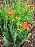 Смотреть изображение Belamcanda chinensis