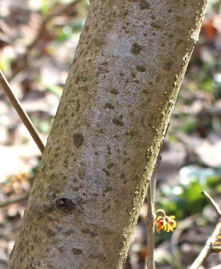 Image of Hamamelis mollis specimen.