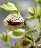 Patrinia rupestris