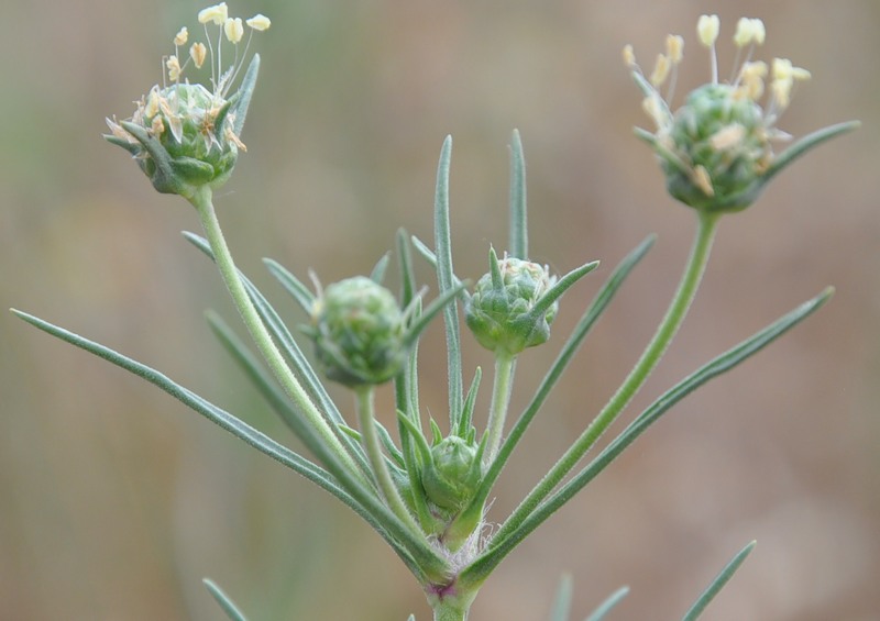 Image of Plantago arenaria specimen.