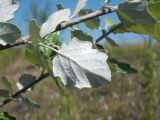 Populus alba. Часть побега. Тамбовская обл., Петровский р-н, с. Петровское, берег пруда. 08.05.2013.