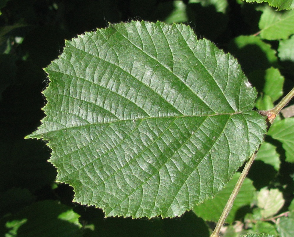 Изображение особи Corylus maxima.