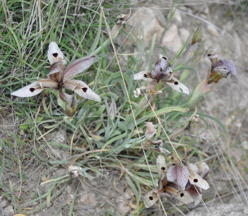 Image of Iris helena specimen.