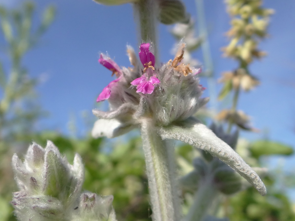 Image of Stachys cretica specimen.