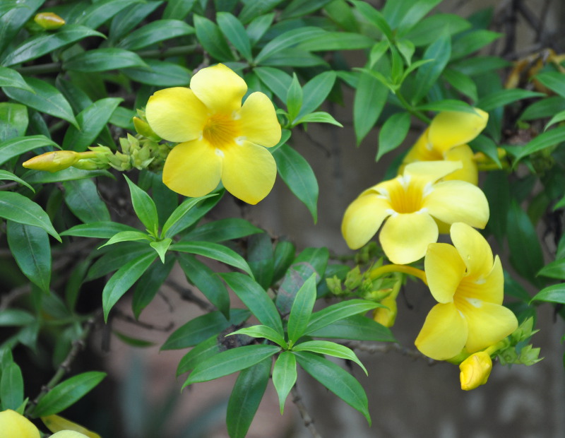 Image of Allamanda hendersonii specimen.