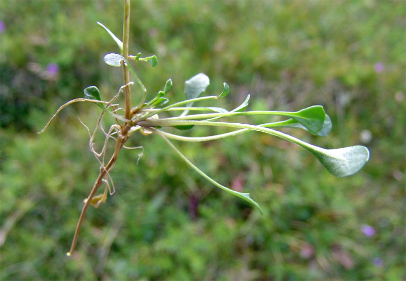 Image of Noccaea pumila specimen.