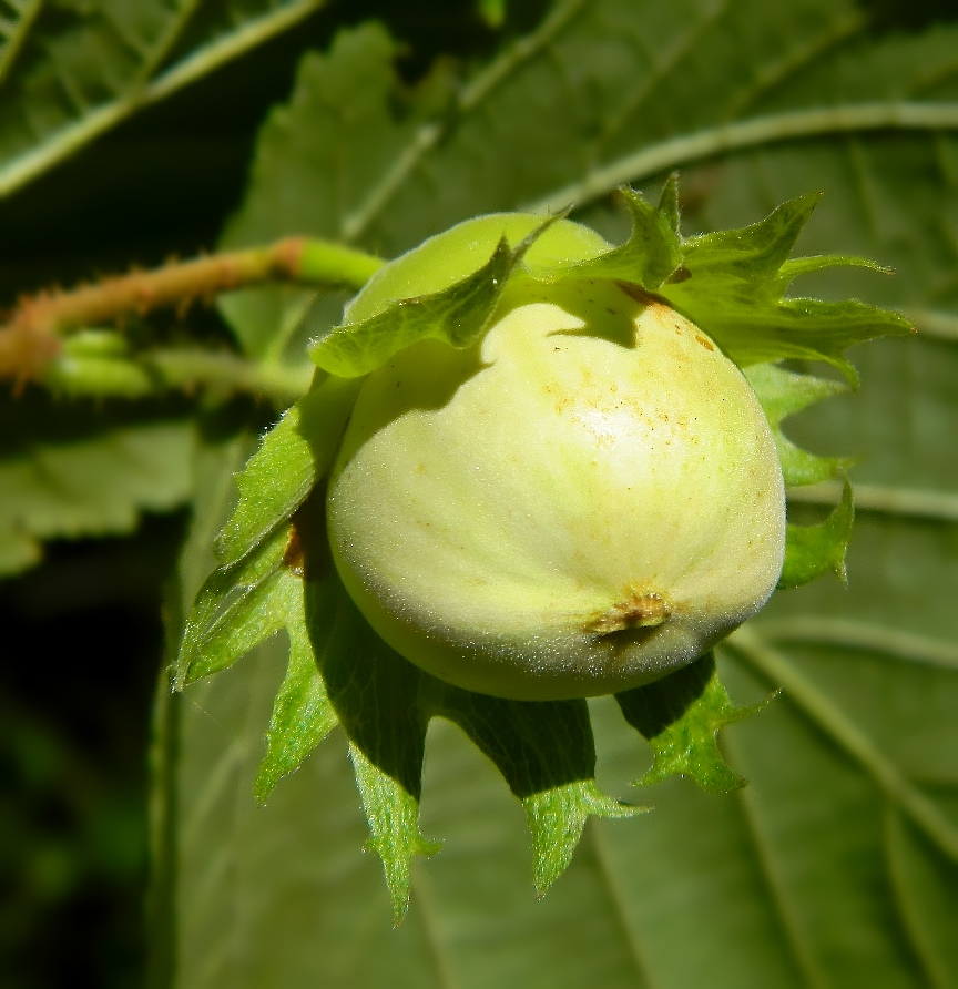 Изображение особи Corylus avellana.