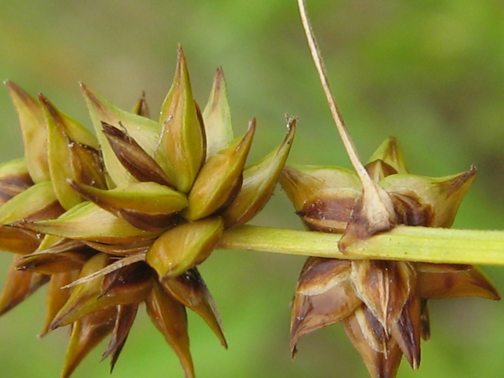 Image of Carex spicata specimen.