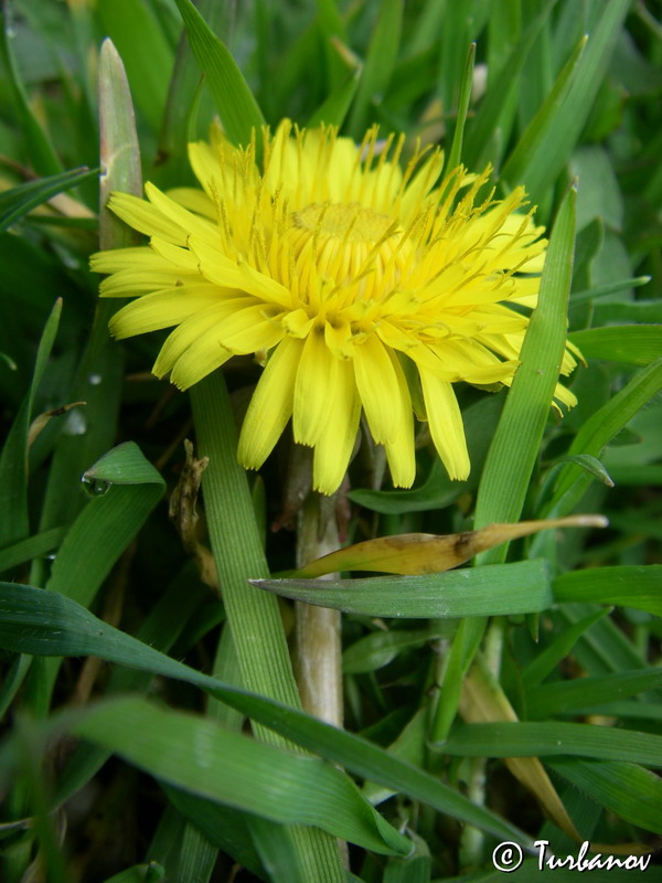 Image of Taraxacum officinale specimen.