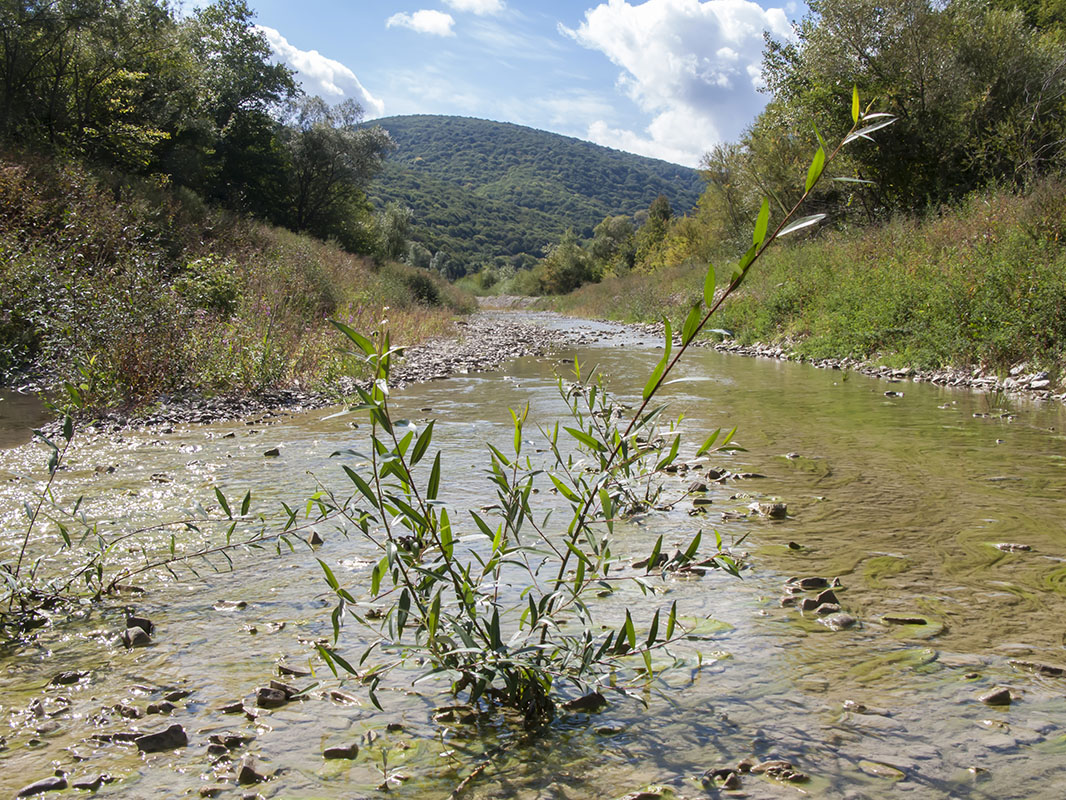 Image of genus Salix specimen.