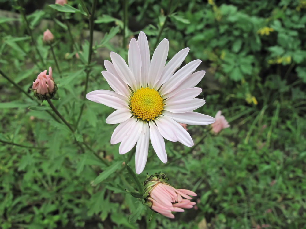 Image of genus Chrysanthemum specimen.