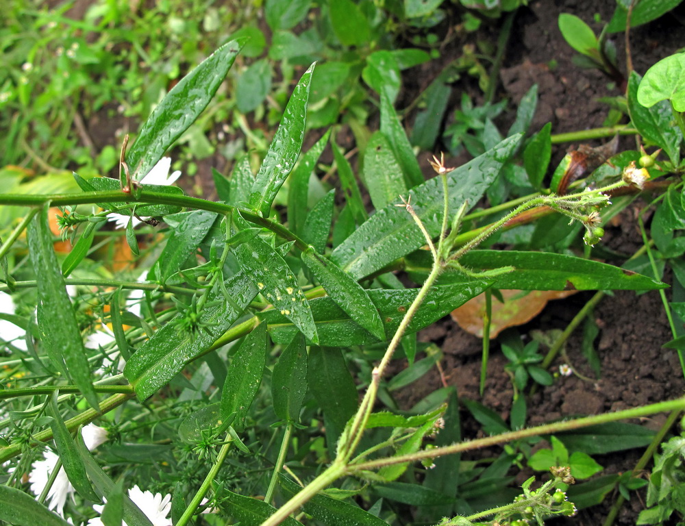 Image of genus Symphyotrichum specimen.