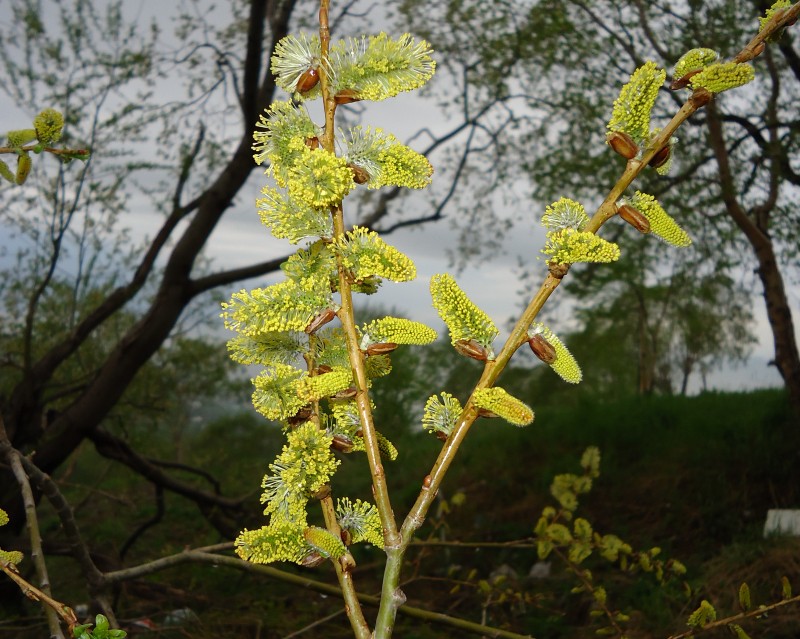 Изображение особи Salix pulchra.