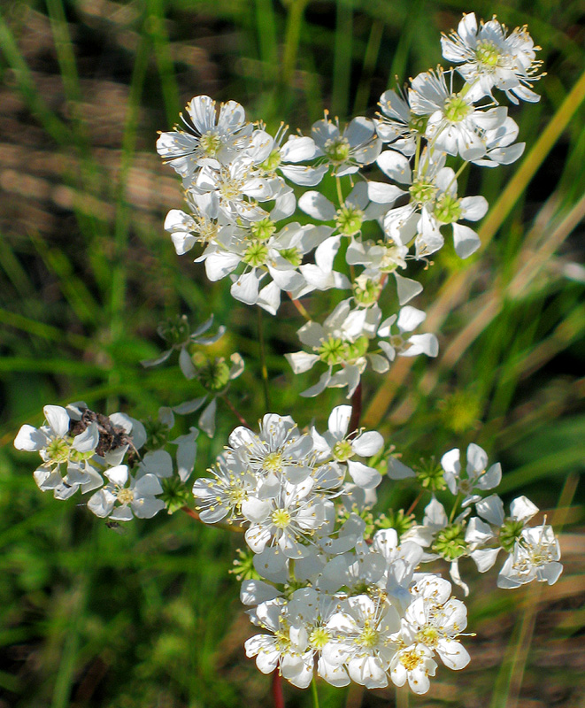 Image of Filipendula vulgaris specimen.