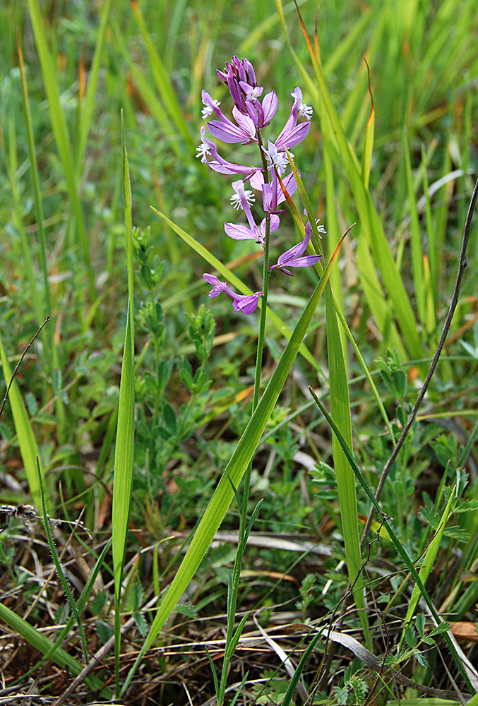 Image of Polygala major specimen.