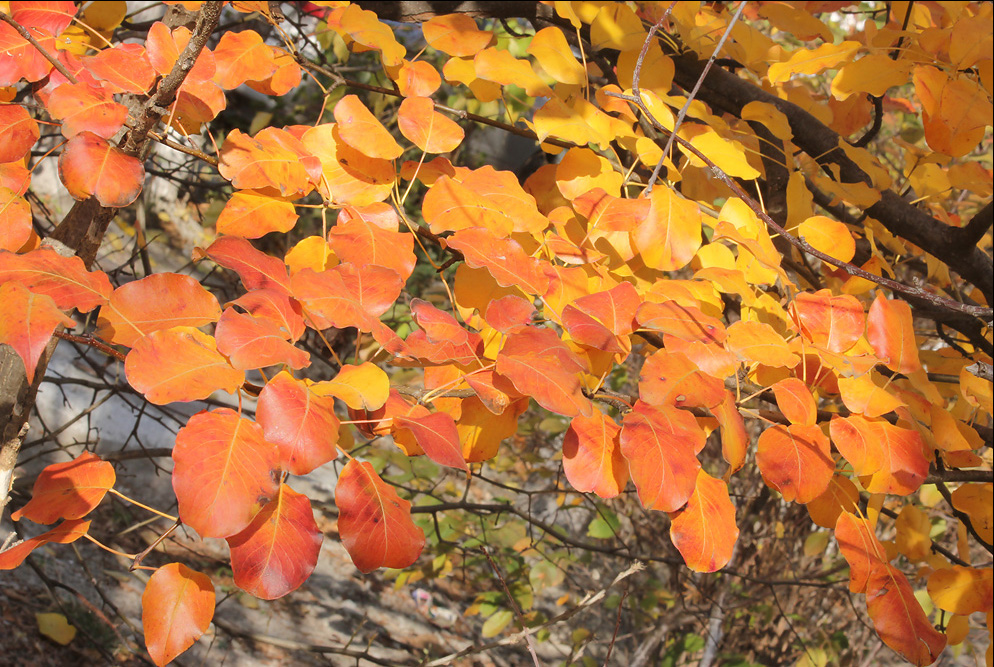 Image of Pyrus communis specimen.