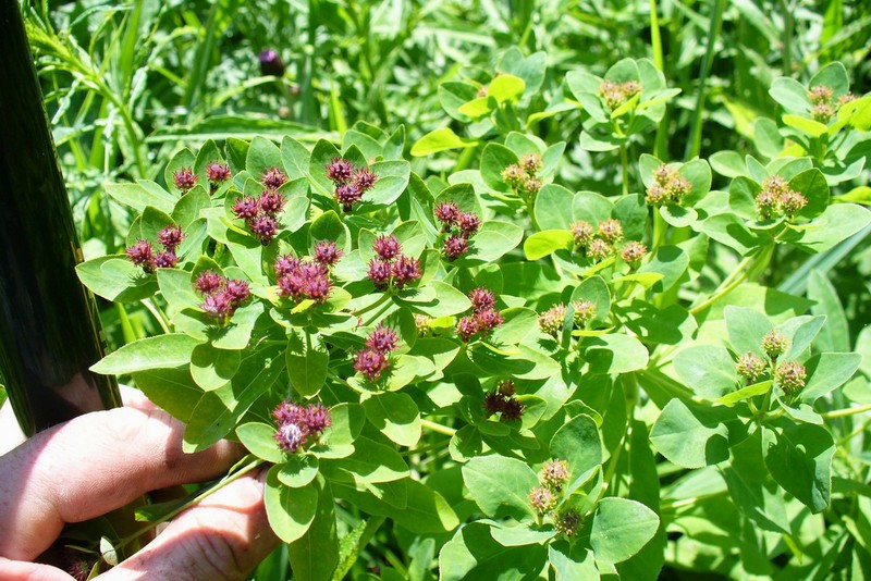 Image of Euphorbia pilosa specimen.