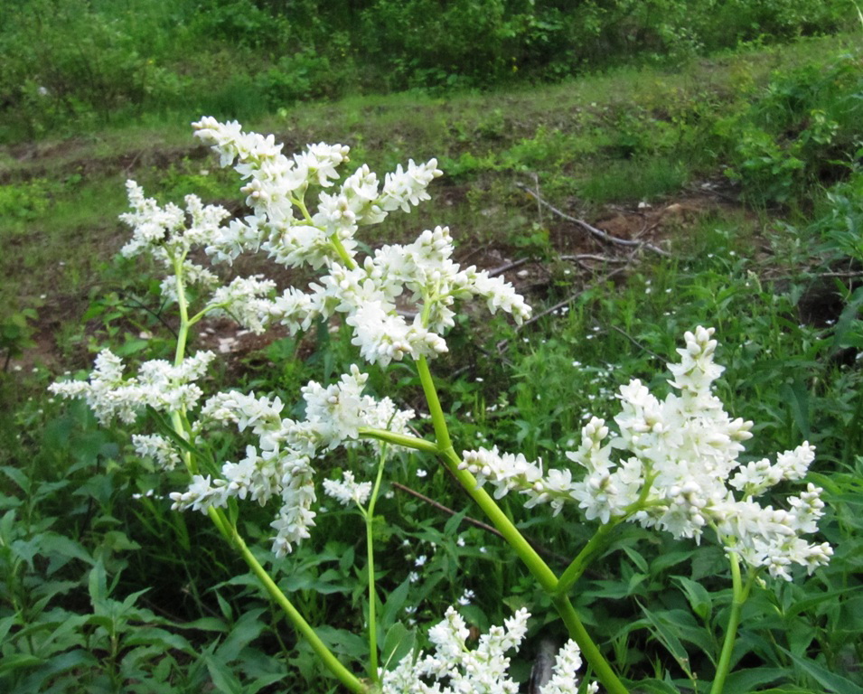 Изображение особи Aconogonon alpinum.